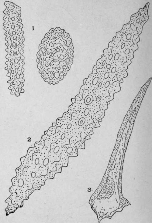 Cystoliths.