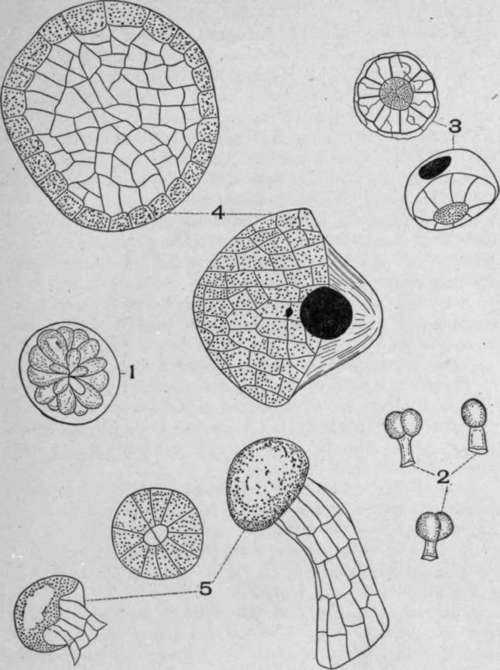 Glandular Hairs.
