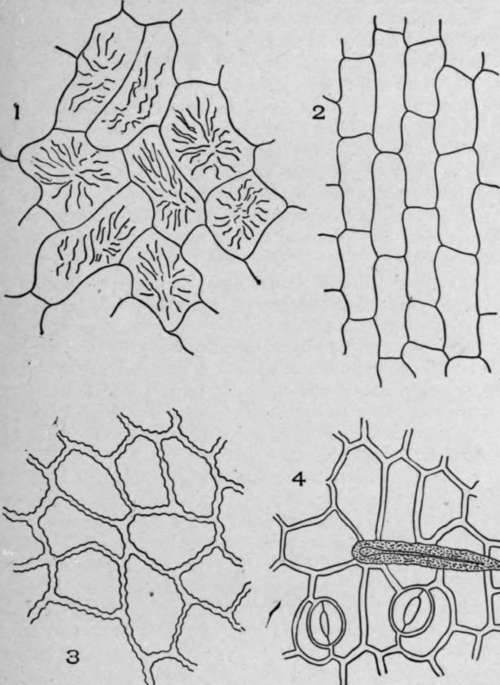 Leaf Epidermis.