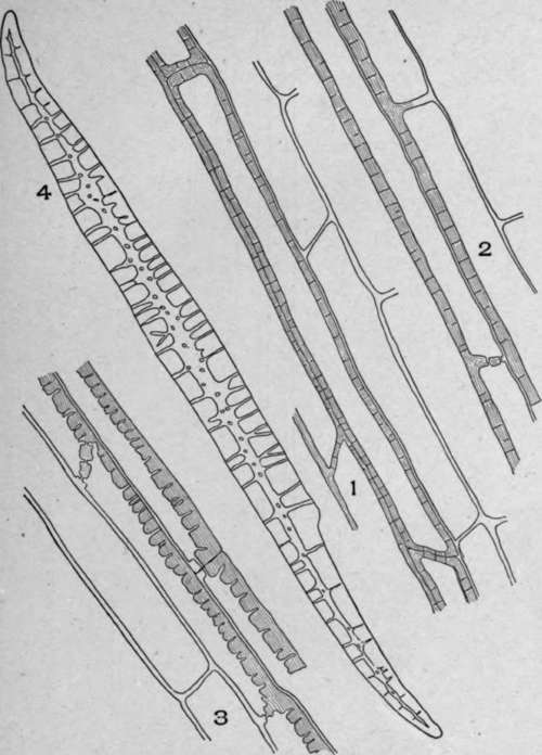 Longitudinal Sections of Endodermal Cells.