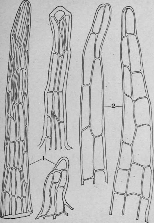 Multicellular Multiseriate Non Branched Hairs.