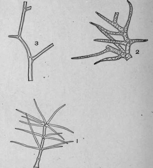 Multicellular Uniseriate Branched Hairs.