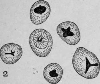 Nature Of The Hilum HistologyOfMedicinalPlants 153