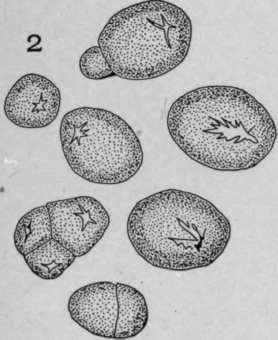 Nature Of The Hilum HistologyOfMedicinalPlants 160