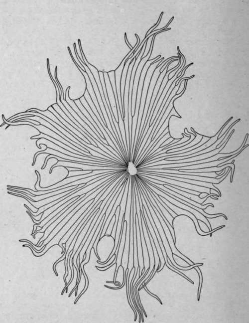 Non Glandular Multicellular Hairs Shepherdia canadensis, [L.] Nutt.