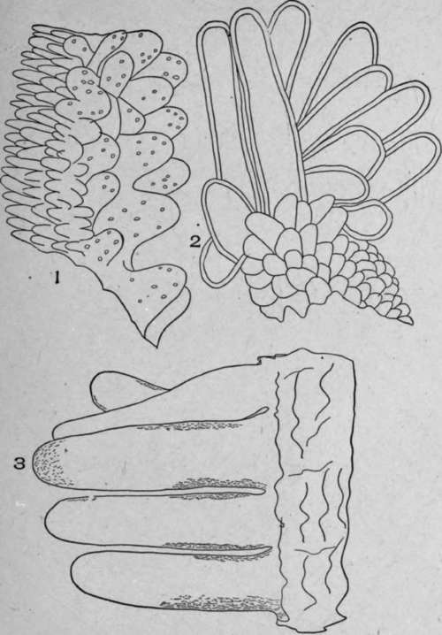Papillae.