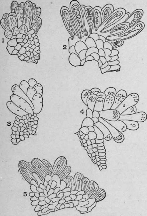 Papillae of Stigmas.