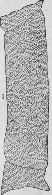 Pitted Vessels HistologyOfMedicinalPlants 117