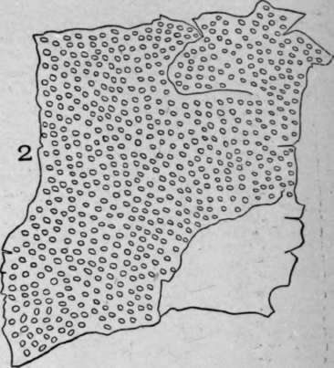 Pitted Vessels HistologyOfMedicinalPlants 118