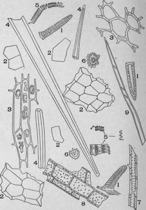 Powdered Buchu Stems {Barosma betulina (Berg.], Barth. and Wendl.).