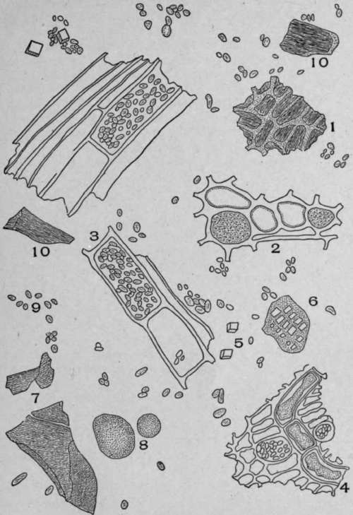 Powdered White Pine Bark (Pinus strobus, L.).