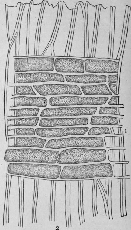 Radial Longitudinal Section of White Sandalwood (Santalum album, L.).