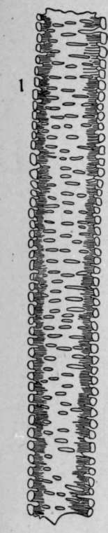 Reticulate Vessels HistologyOfMedicinalPlants 115