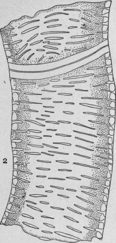 Reticulate Vessels.