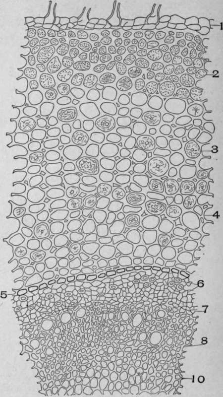 Ruellia Root (Ruellia ciliosa, Pursh.).