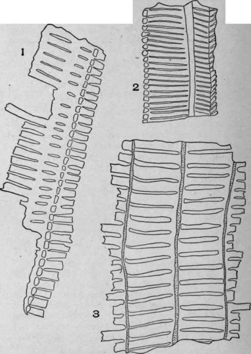 Sclariform Vessels.