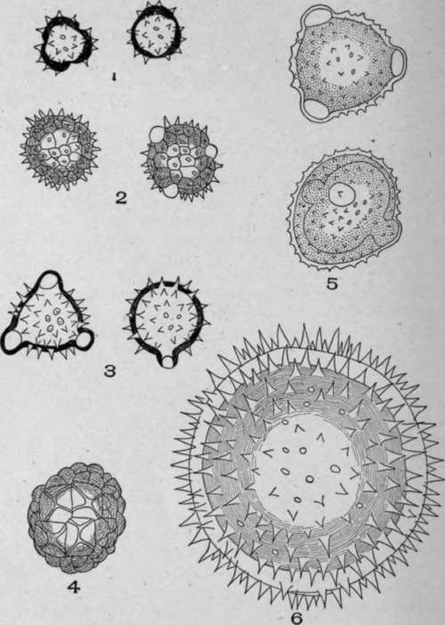Spiny Walled Pollen Grains.
