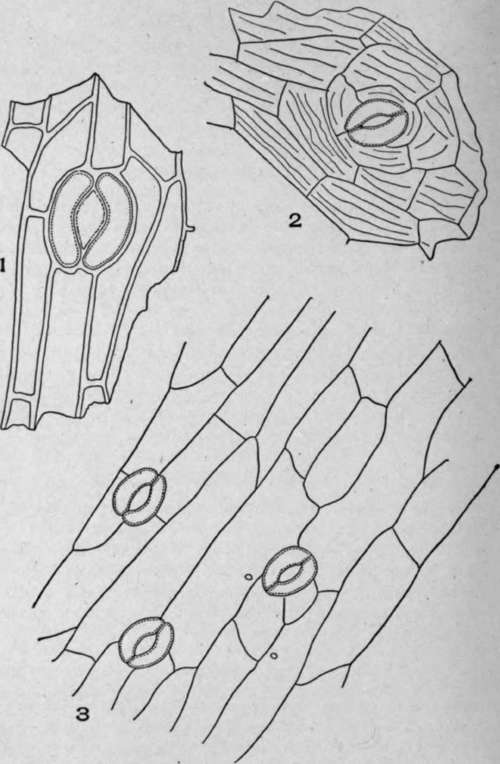 Stoma and surrounding cells of aconite stem.