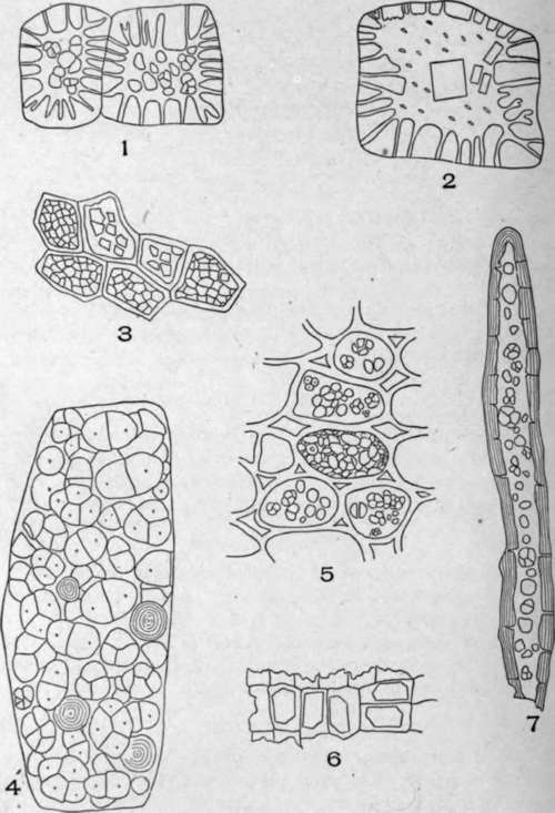 Stone cells with starch of Ceylon cinnamon {Cinnamomum 'eylanicum, Nees.).