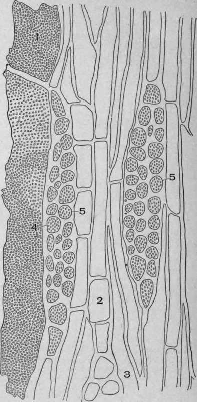 Tangential Section of Quassia Wood (Picrcena excelsa [Sw.], Lindl.).