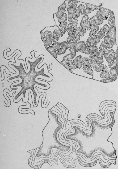 Testa Cells.