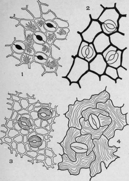 Types of Stoma.