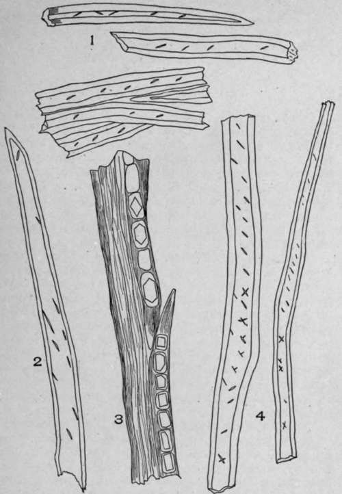 Wood Fibres.