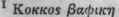 Coccus 139
