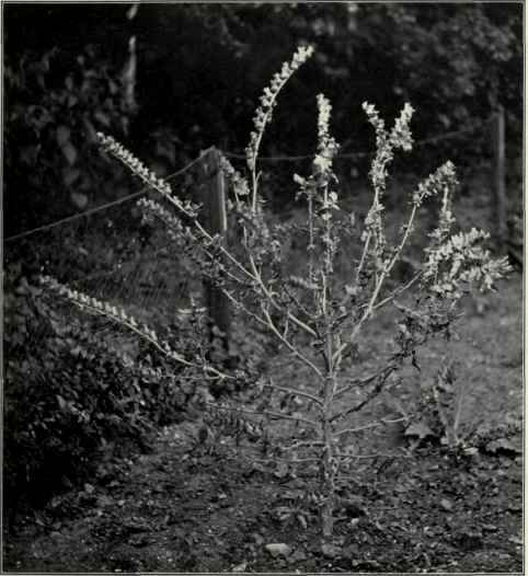 Biennial Henbane In Seed (Hyoscyamus Nigcr).