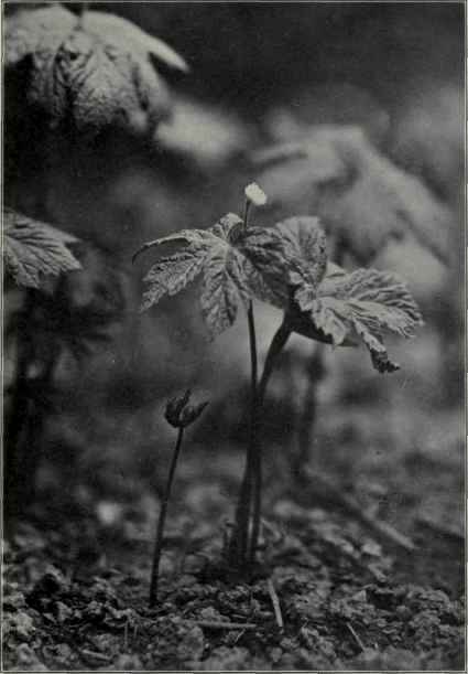 Hydrastis Plant In Bloom (Hydrastis Canadensis)