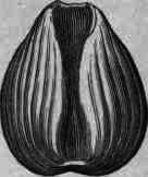 Colchicum Colchicum 185