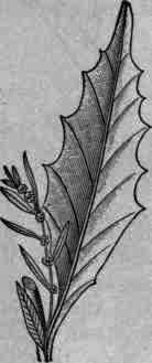 Fig. 104. Chenopodium ambrosioides.