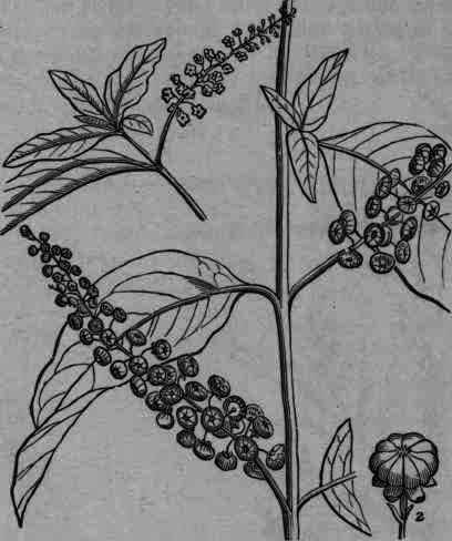 Fig. 105. Phytolacca decandra: 2, single fruit, showing carpels.