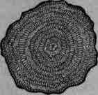 Fig. 106. Phytolacca root: transverse section, natural size.
