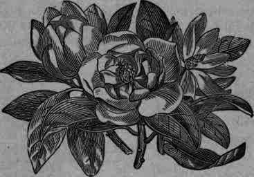 Fig. 110.   Magnolia acuminata.
