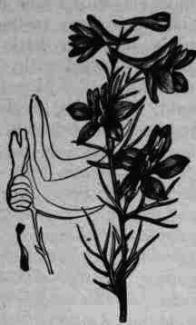 Fig. 121. Delphinium Consolida.