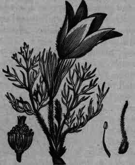 Fig. 124. Pulsatilla (Anemone) Pulsatilla.