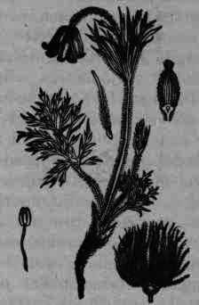 Fig. 125. Pulsatilla (Anemone) pratensis.