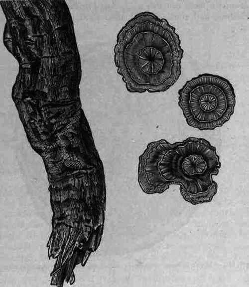 Fig. 135. Pareira (brava): portion of a root and transverse section of the same.