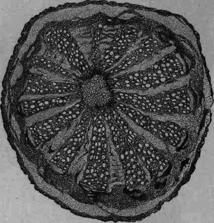 Fig. 136. Menispermum canadense: transverse section of rhizome magnified.