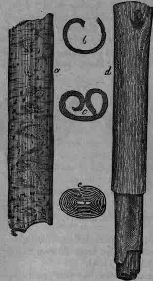Fig. 142. Cinnamomum: a, b, c, from China; d, e, from Ceylon.