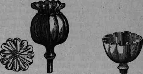 Fig. 145. Poppy capsule, showing internal septa.