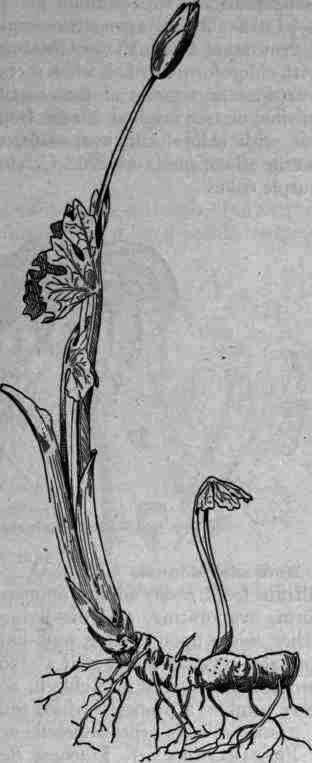 Fig. 148.   Sanguinaria canadensis.