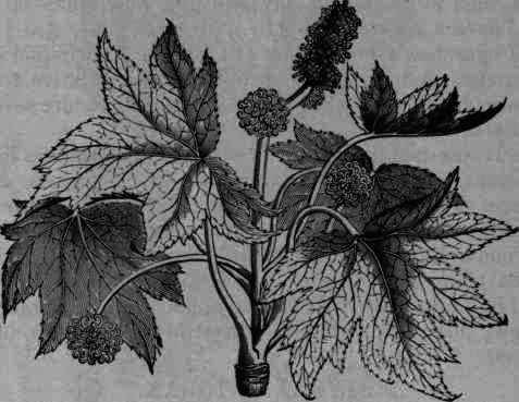 Fig. 157.   Liquidambar orientalis.