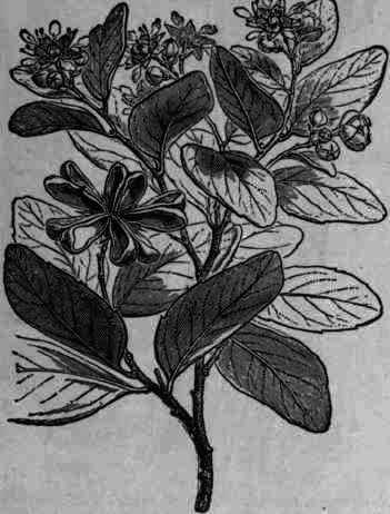 Fig. 162. Quillaja Saponaria.