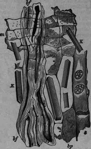 Fig. 163. Quillaja Saponaria, longitudinal section: bf, bast fibre; bp, sieve parenchyma; s, sieve tube; m, medullary ray; K, crystal.