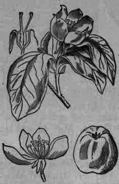 Fig. 172. Cydonia (Pyrus) Cydonia.