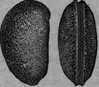 Fig. 203.   Physostigma: view from the side and edge, showing length of hilum.