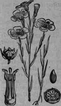 Fig. 208.   Linum usitatissimum.