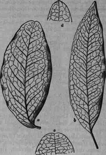 Fig. 218.   Pilocarpus Jaborandi: variously shaped leaflets, a and c, emarginate; b and d, pointed, blunt.